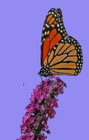 'Purple Butterfly