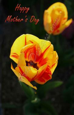 Tulips  Mother's Day card